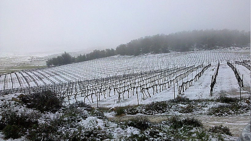 כרם מושלג ביער יתיר לכתבה על חדשות היין חודש מרץ תמונה בגודל מותאם אישית