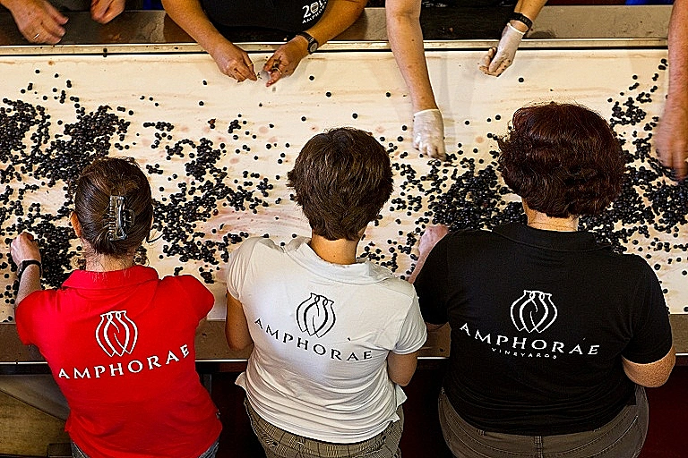 תמונה של מיון ענבים ביקב אמפורה כתבה על סיור יקבים באזור הכרמל תמונה בתוך הכתבה על כל הרוחב