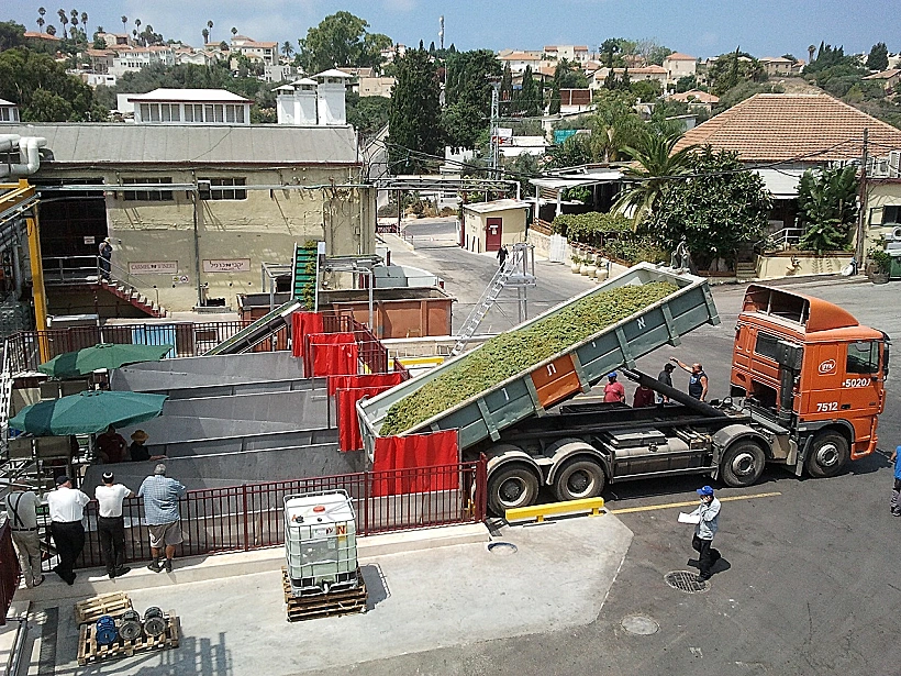יום יבוא ותהיו יין - פורקים ענבים ביקבי כרמל