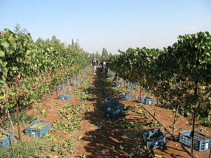 בציר 2012 בכרם קיבוץ מירב- יקבי בנימינה 15