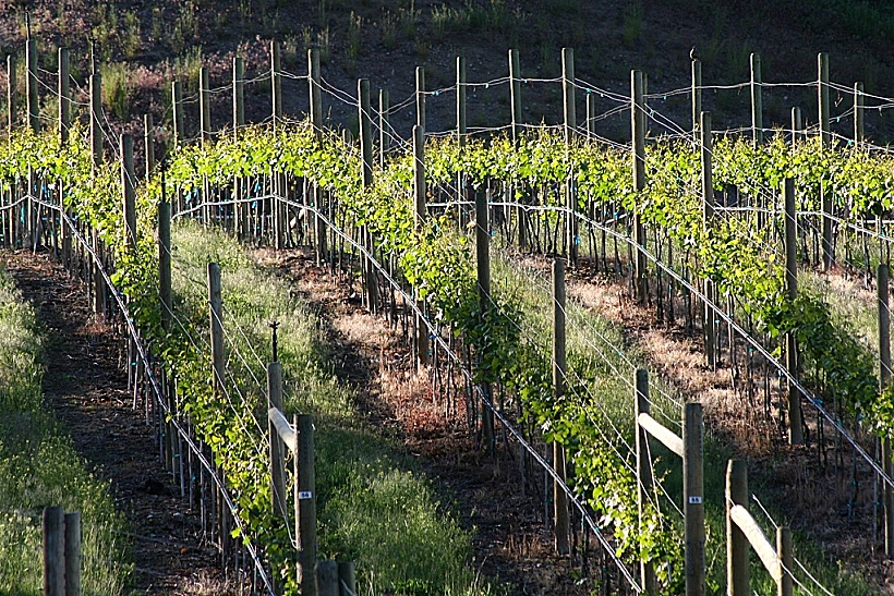 ענבי פינו גרי תמונה בתוך הכתבה