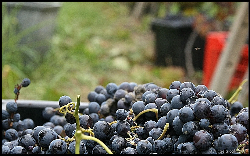 ענבי ברברה מותאם אישית