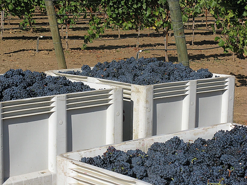 ענבי פטיט סירה גודל מותאן אישית