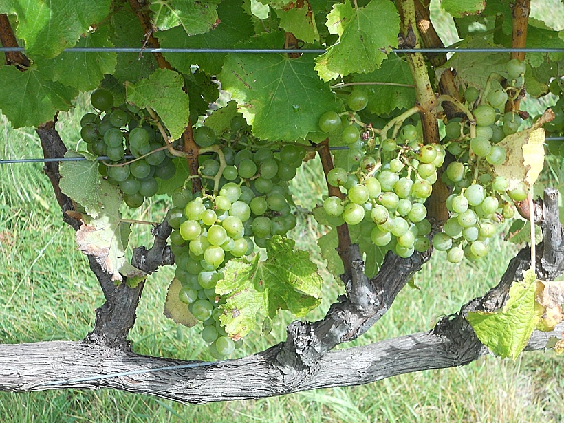 ענבי סמיון מותאם אישית