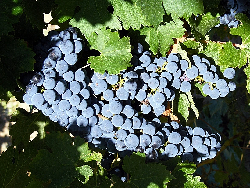 ענבי שיראז תמונה על כל הרוחב