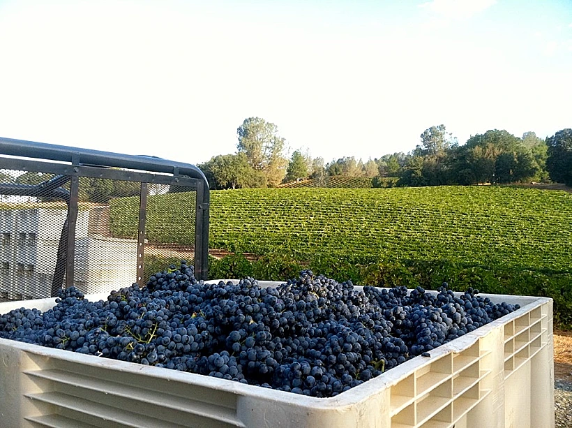 גראנש מורבדר יקב אבידן, תמונה על כל הרוחב , מתחם עולם היין