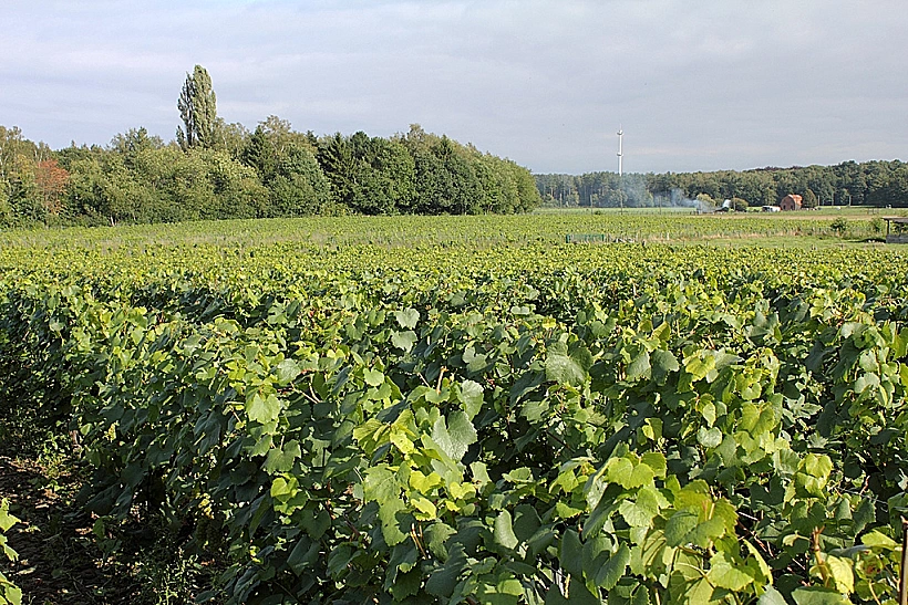 ענבי שרדונה תמונה ראשית ולהפניות
