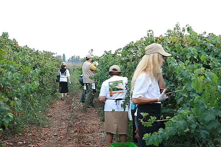 יקב בנימינה מותאם אישית