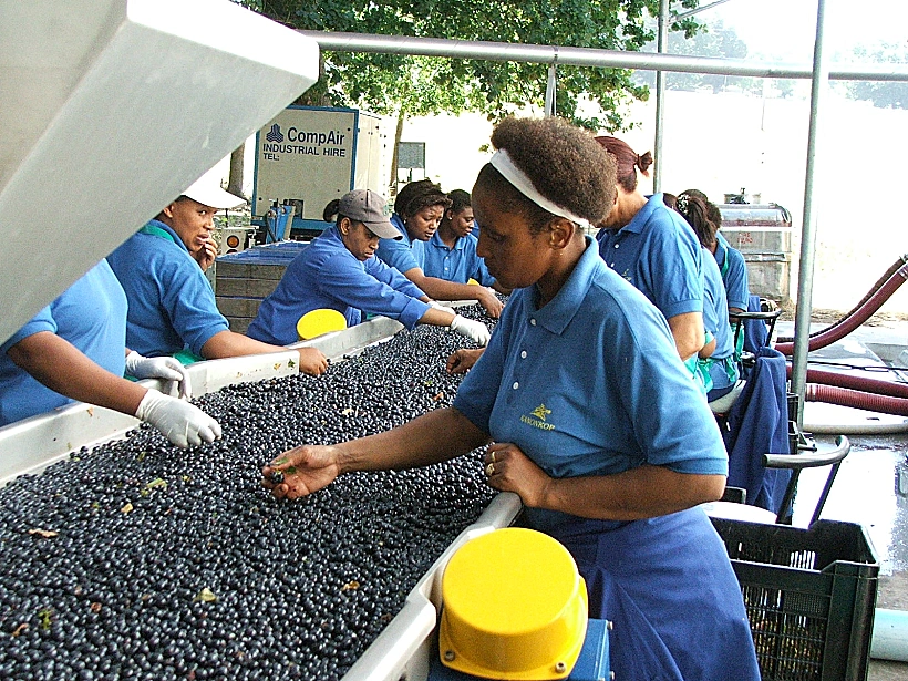 עולם היין תבה על טיול יין בדרום אפריקה תמונה בגודל מותאם אישית
