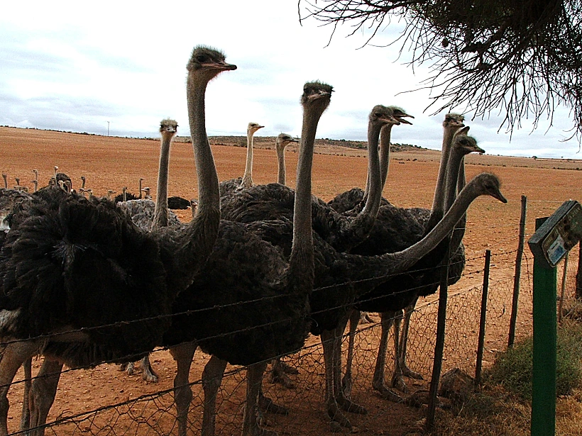עולם היין תבה על טיול יין בדרום אפריקה תמונה בגודל מותאם אישית