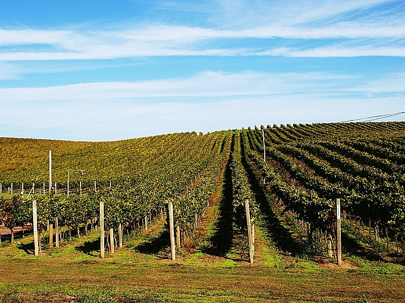 כרם בקליפורניה, גודל מותאם אישית