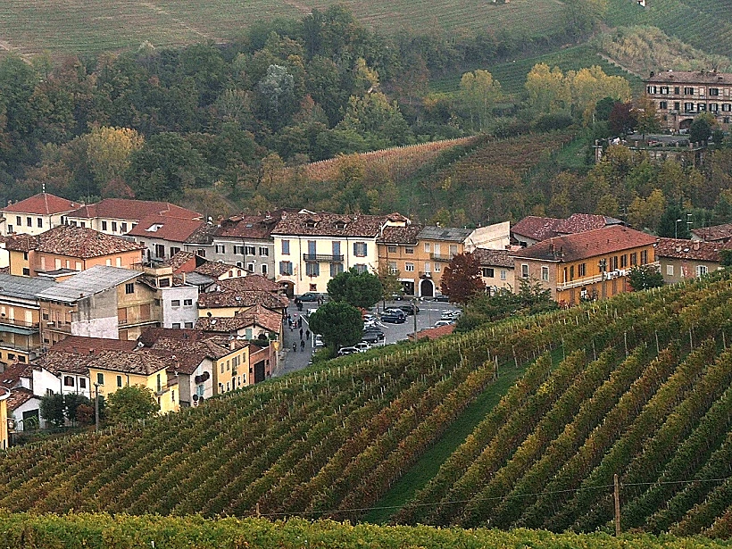 כרם בחבל פיאמונטה לכתבה על טיול יינות באזור. תמונה בגודל מותאם אישית