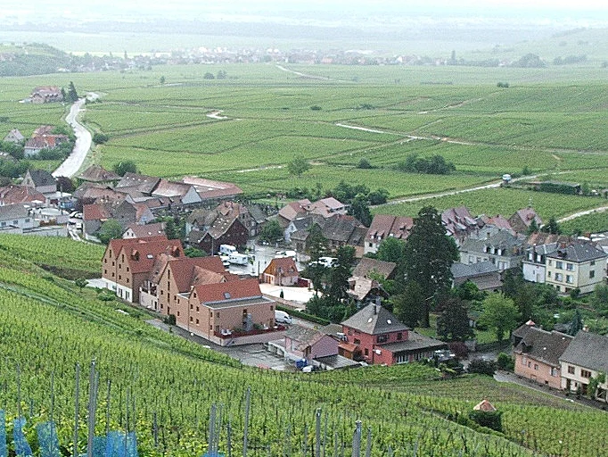 אזורי יין בעולם - טיול באלזאס, תמונה בגודל מותאם אישית