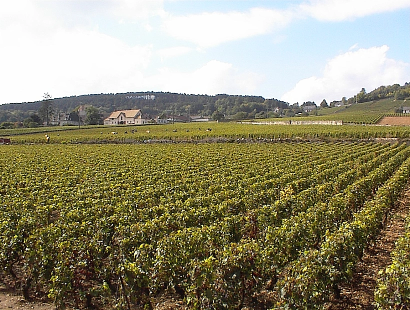 כתבה על טיול יין בבורגון בצרפת, תמונה בתוך הכתבה על כל הרוחב