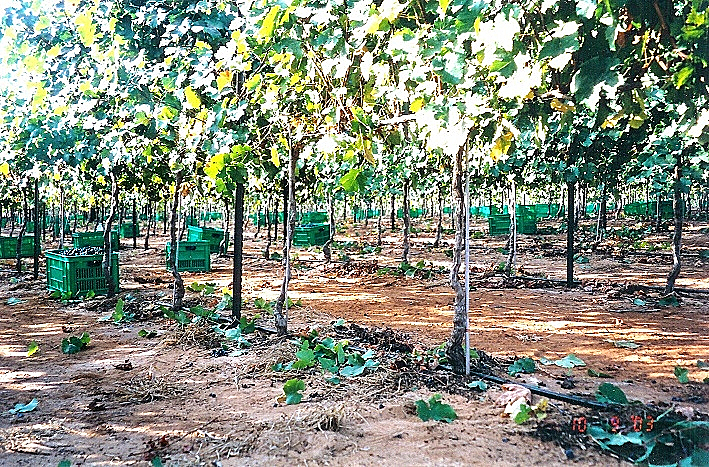 יקב מרגלית, כתבה על טיול יקבים באזור השרון, תמונה בתוך הכתבה