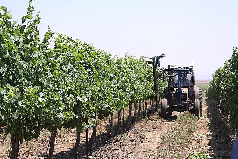 תמונה של בציר ביקבי בנימינה, כתבה על סיור יקבים באזור הכרמל תמונה בתוך הכתבה על כל הרוחב