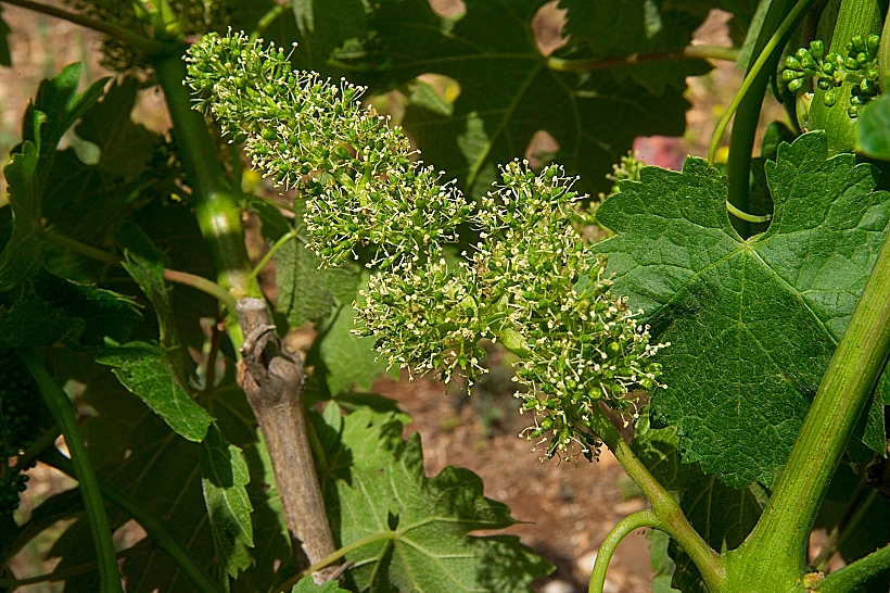 תיעוד מצולם של מחזור חיי הגפן, מתחם יקבי כרמל, תכני עלייה- פריחה