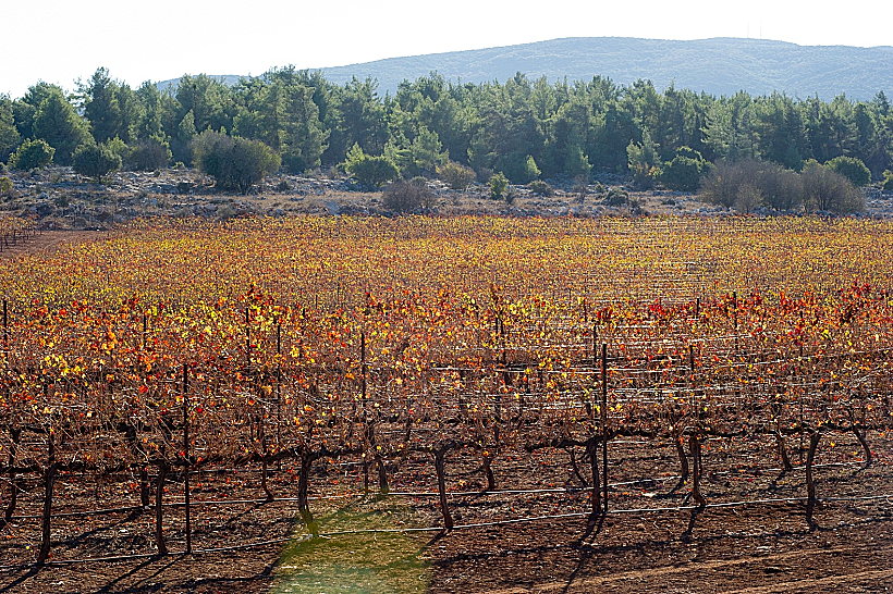 תיעוד מצולם של מחזור חיי הגפן, מתחם יקבי כרמל, תכני עלייה- שלכת