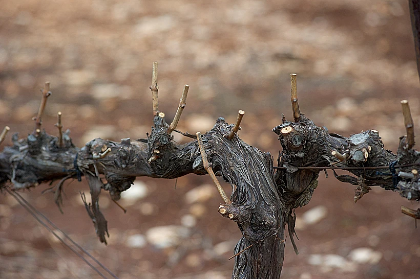 תיעוד מצולם של מחזור חיי הגפן, מתחם יקבי כרמל, תכני עלייה- אחרי זמירה