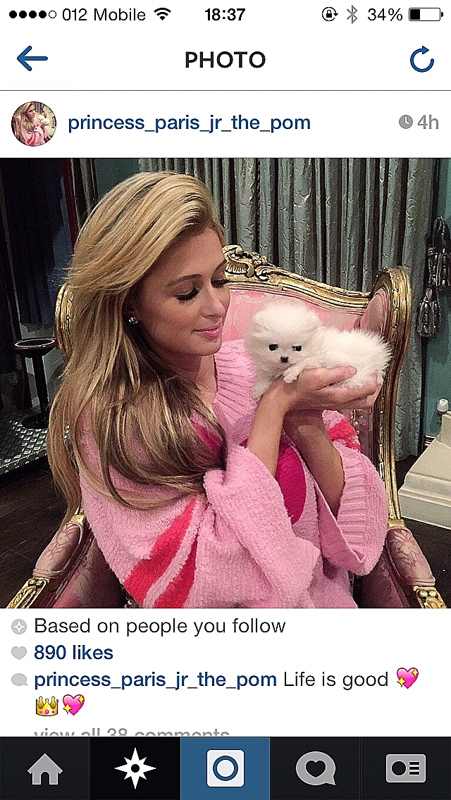 גורים - ניקי הילטון