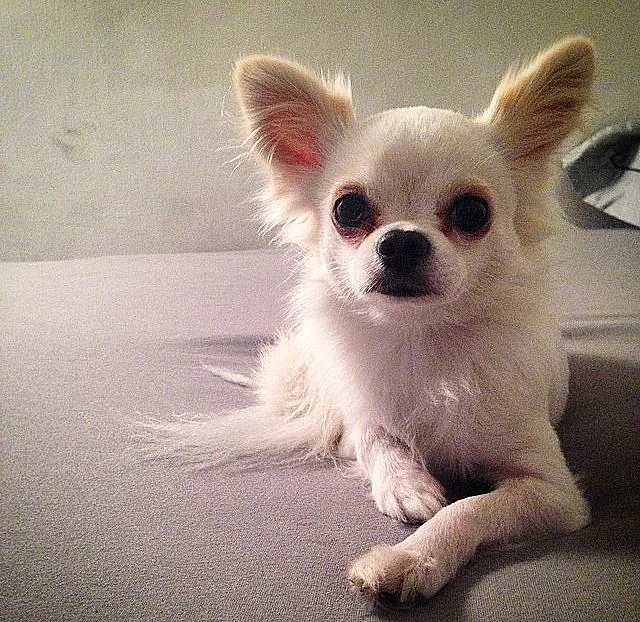 גורים - ניקי הילטון