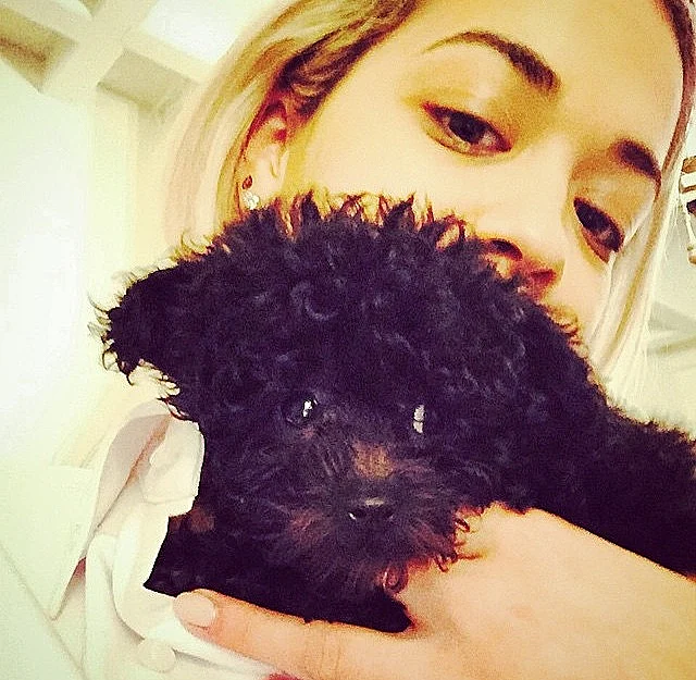 גורים - ניקי הילטון