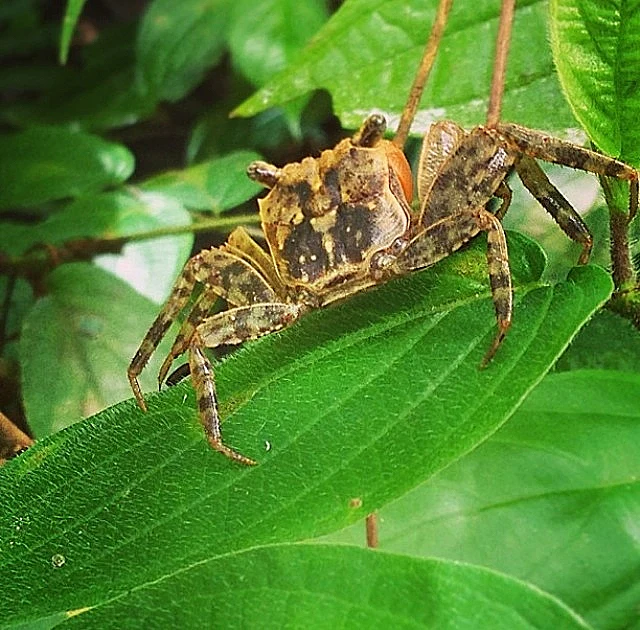 גורים - ניקי הילטון