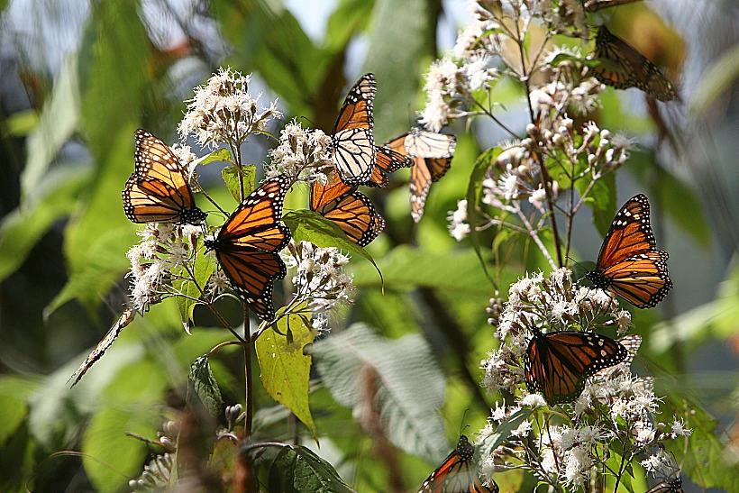 עמק הפרפרים