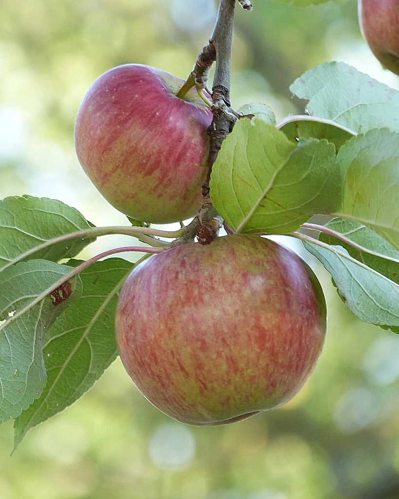 נטלי דדון הפגיזה עם לוק שלא חשבנו עליו