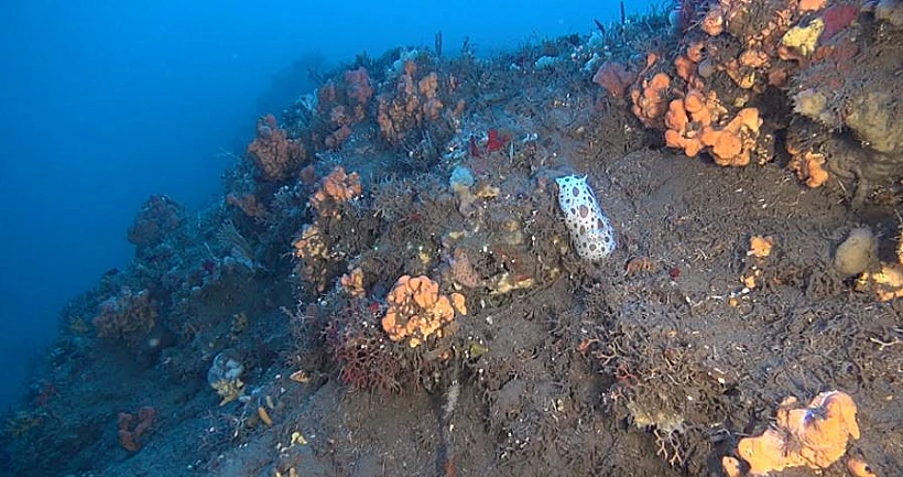 רותי מצליחה להגיע לעומקים שלא יכלנו להגיע אליהם עד כה