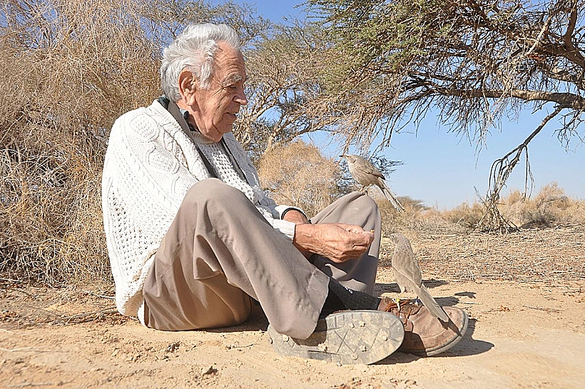 לא מכביד עליו. אמוץ זהבי בערבה עם ציפור זנבן, מושא מחקרו וההשראה לפיתוח עקרון ההכבדה