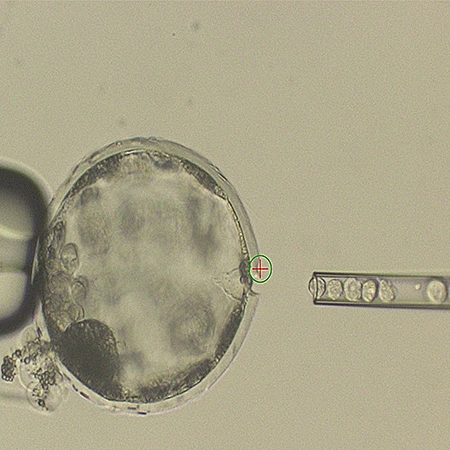 עובר חזיר בן 4 שבועות