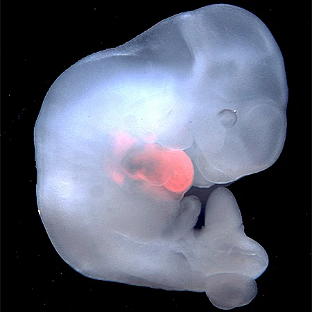 עובר חזיר בן 4 שבועות