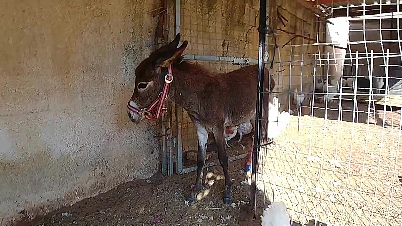 שרון וחמוריקו