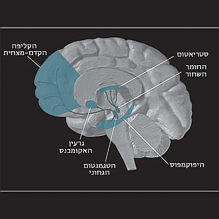 הקליפה הקדם מצחית