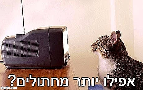 היט גירלז