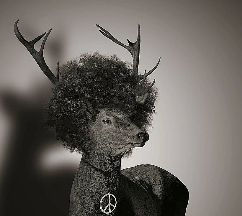 ראשי איילים בתחפושות, גורדוניה