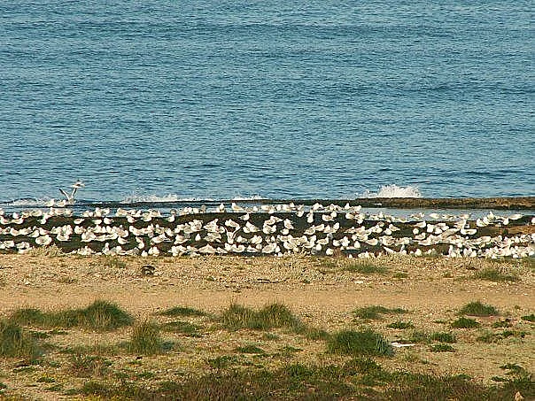 נוף לים מביתה של איריס מושלי