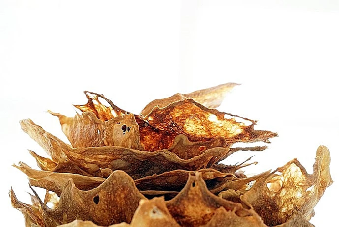 אביבית סגל, החלל הפנוי