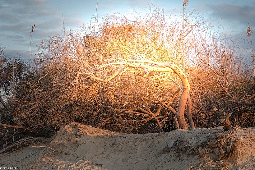 דבר מן המדבר