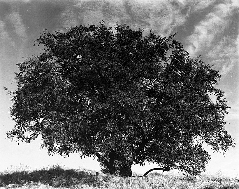 עץ, טבע דומם חולף