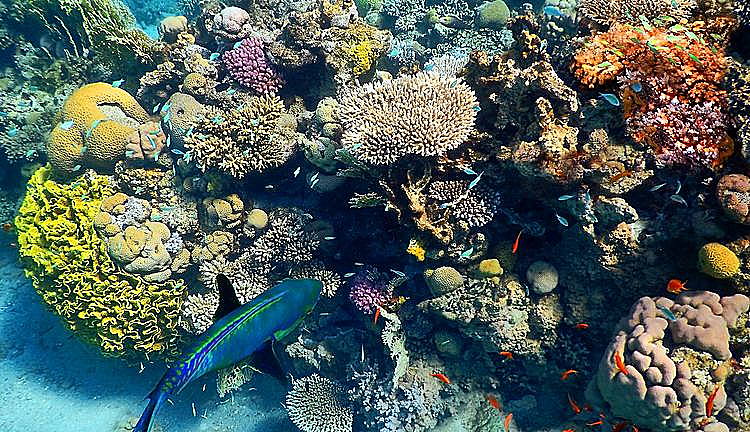 שונית אלמוגים, אילת