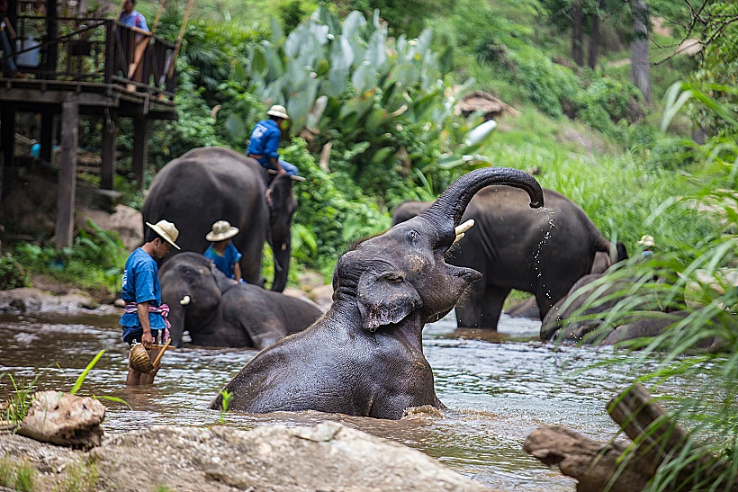 Chiangmai,,thailand May,10,2013,:,elephant,show,at,elephant,camp.
