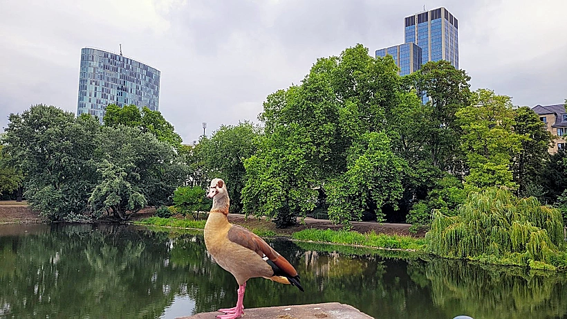 דיסלדורף עיר ירוקה, נעימה ונוחה