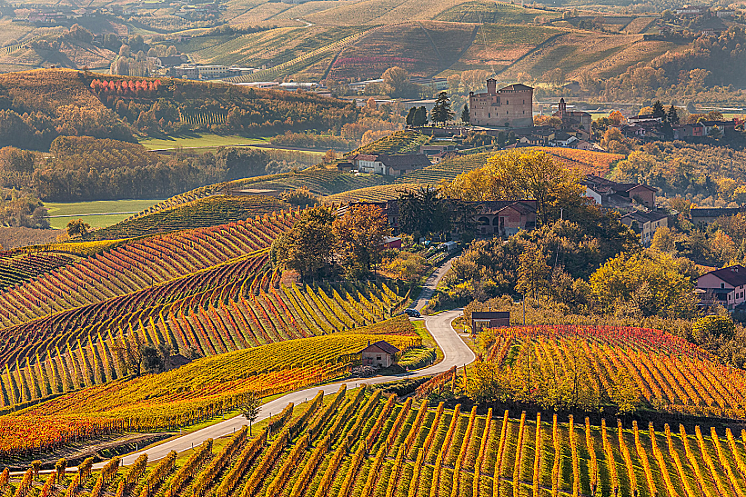 Narrow,road,through,colorful,autumnal,vineyards,in,piedmont,,northern,italy.