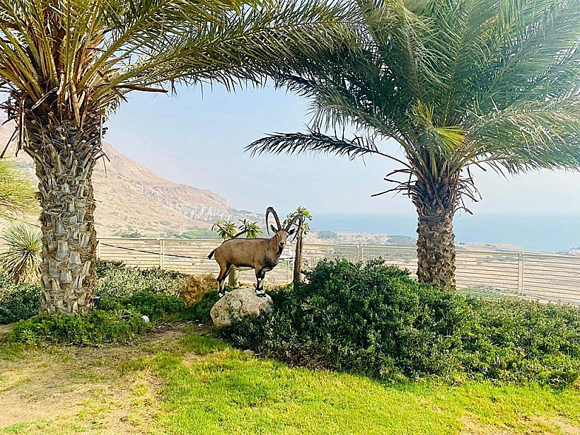 יעל מטייל במלון עין גדי