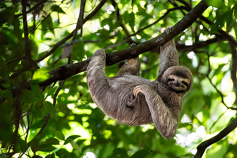 Cute,sloth,hanging,on,tree,branch,with,funny,face,look,