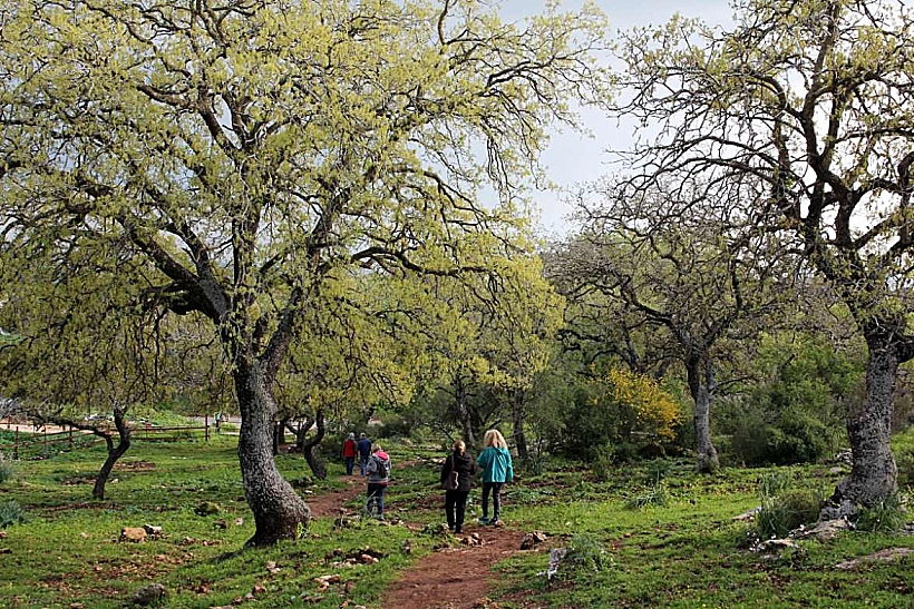 שמורת טבע אלוני אבא. צילום: יעקב שקולניק