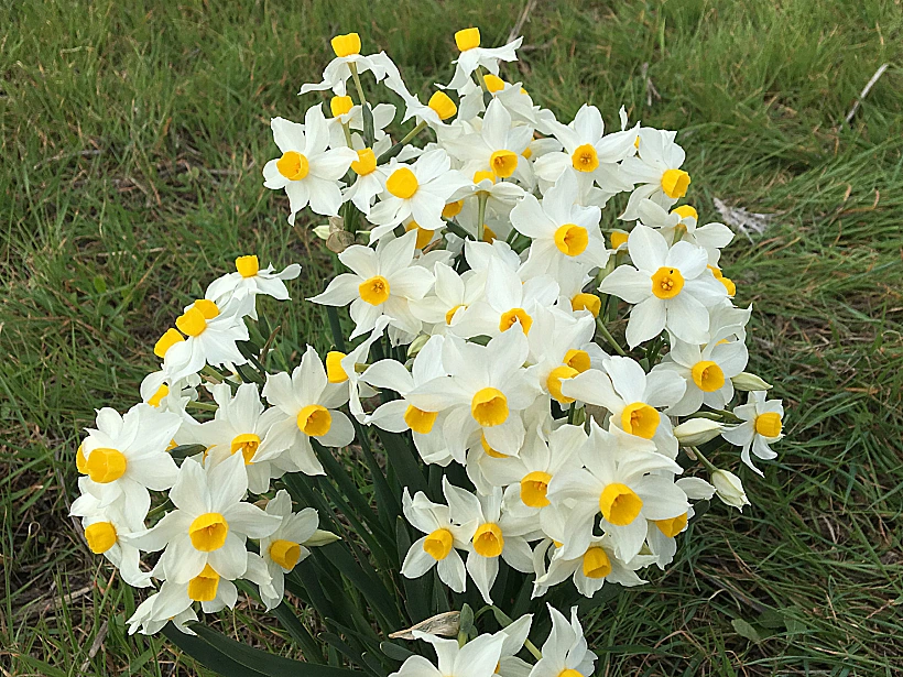 מלך הביצה. צילום: שירלי טוקר