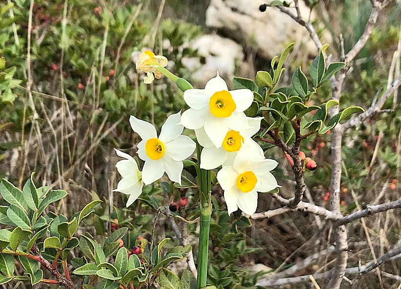 נרקיסים ברקית. צילום: שירלי טוקר